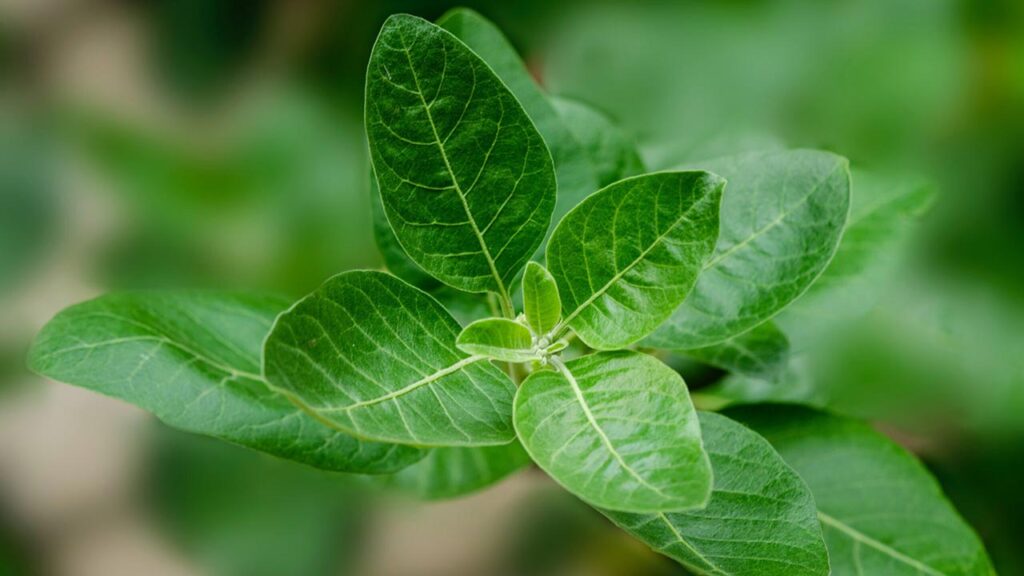 Ashwagandha: The Ancient Herb with Modern Benefits