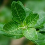 Ashwagandha: The Ancient Herb with Modern Benefits