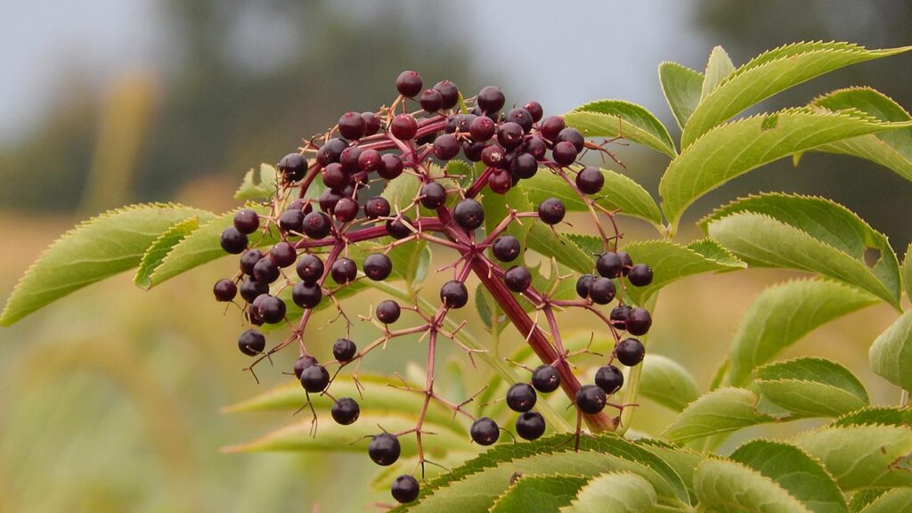 Elderberry: The Age-Old Berry with Modern-Day Health Benefits