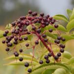 Elderberry: The Age-Old Berry with Modern-Day Health Benefits