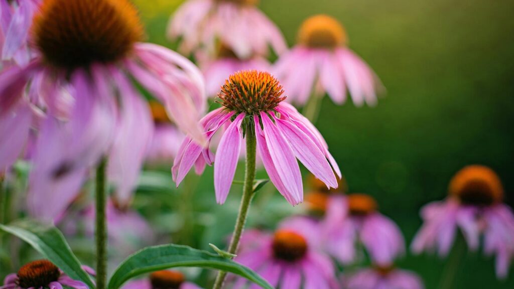 Potential Benefits of Echinacea