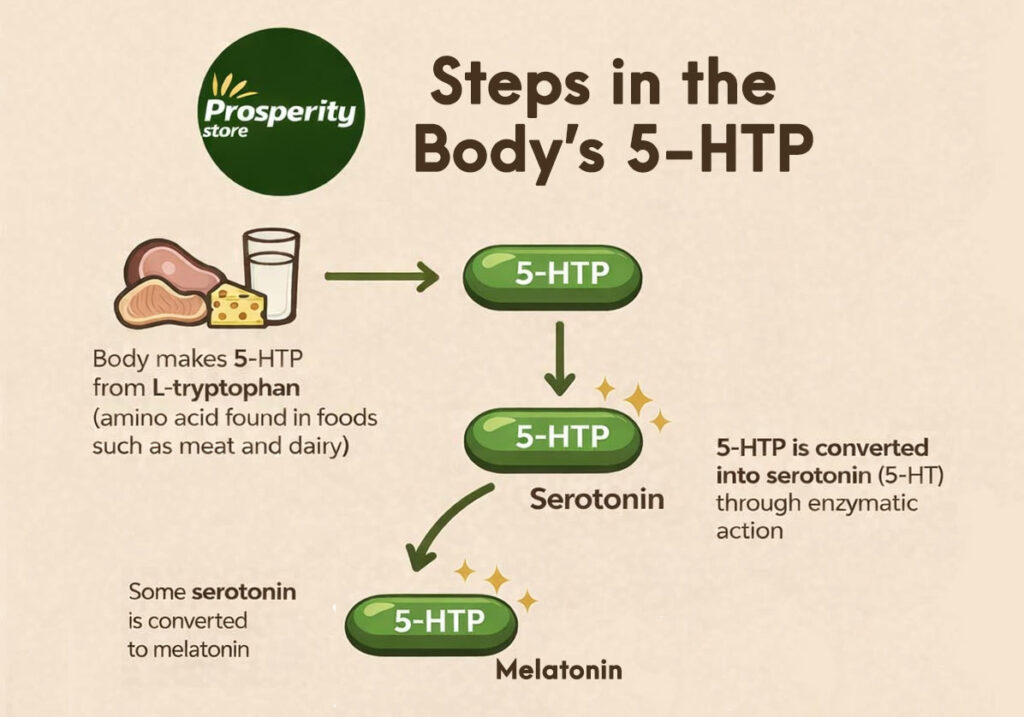 The body converts the 5-HTP serotonin precursor to the neurotransmitter serotonin in a series of steps.